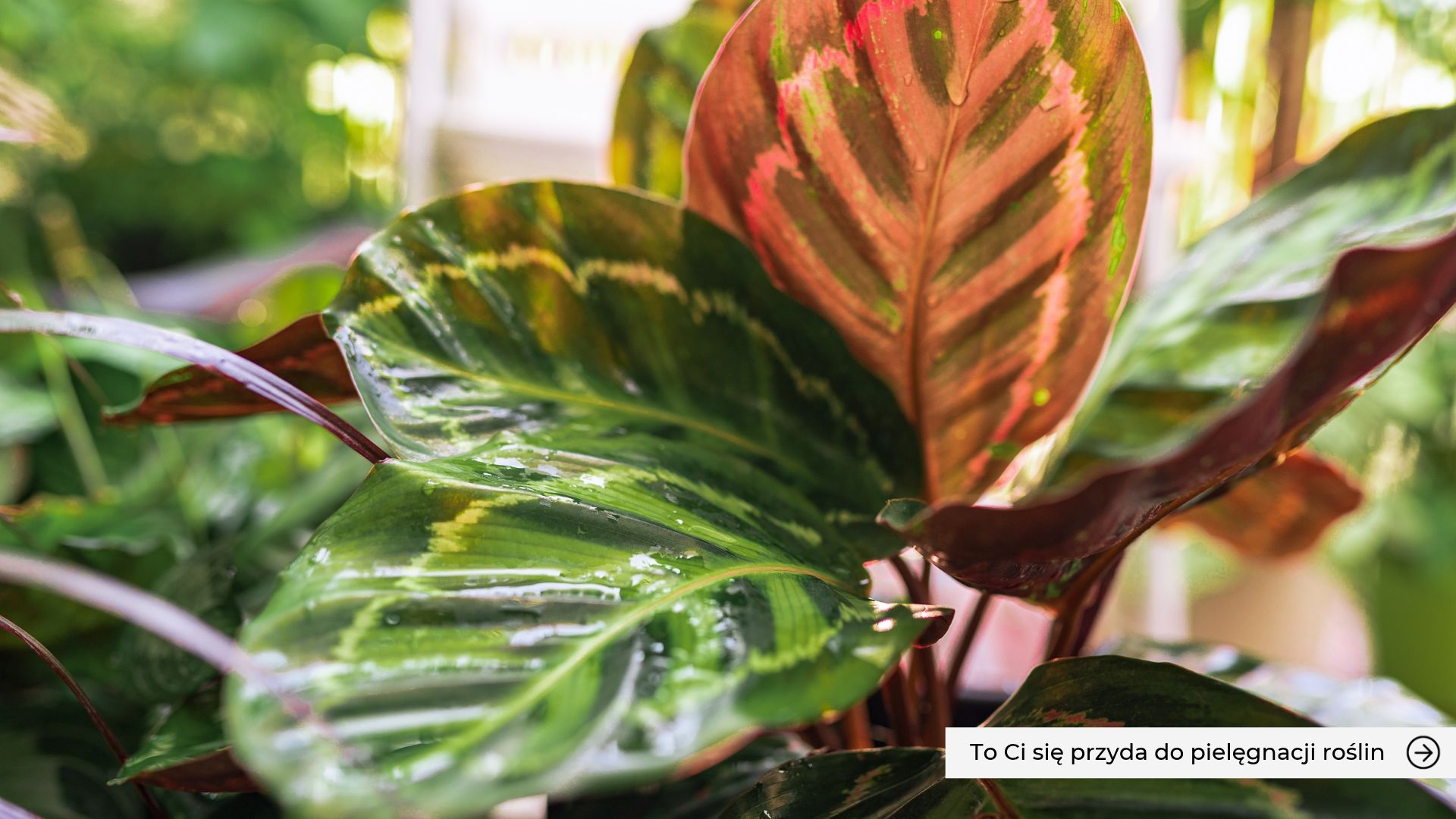 liście rośliny calathea